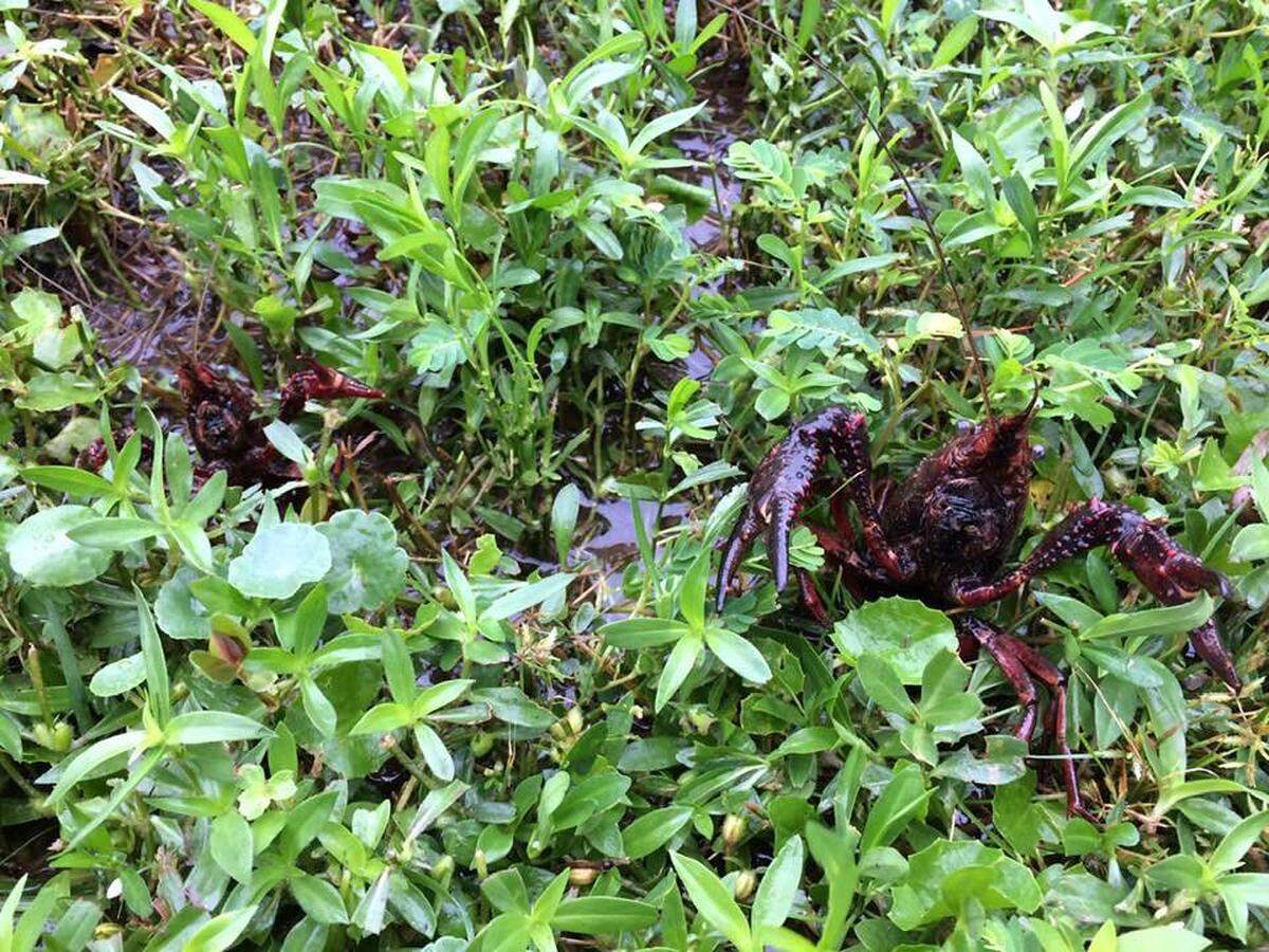 Crawfish infested a yard in Lake Murray following Hurricane Michael.