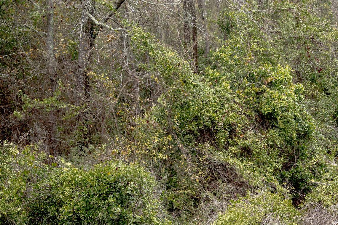 Virginia Williams was raped and killed in 1964 as she walked through the Booker Washington Heights Neighborhood. Her body was found in a wooded area near railroad tracks. The case has remained unsolved but Richland County Sheriff’s are actively investigating her death.