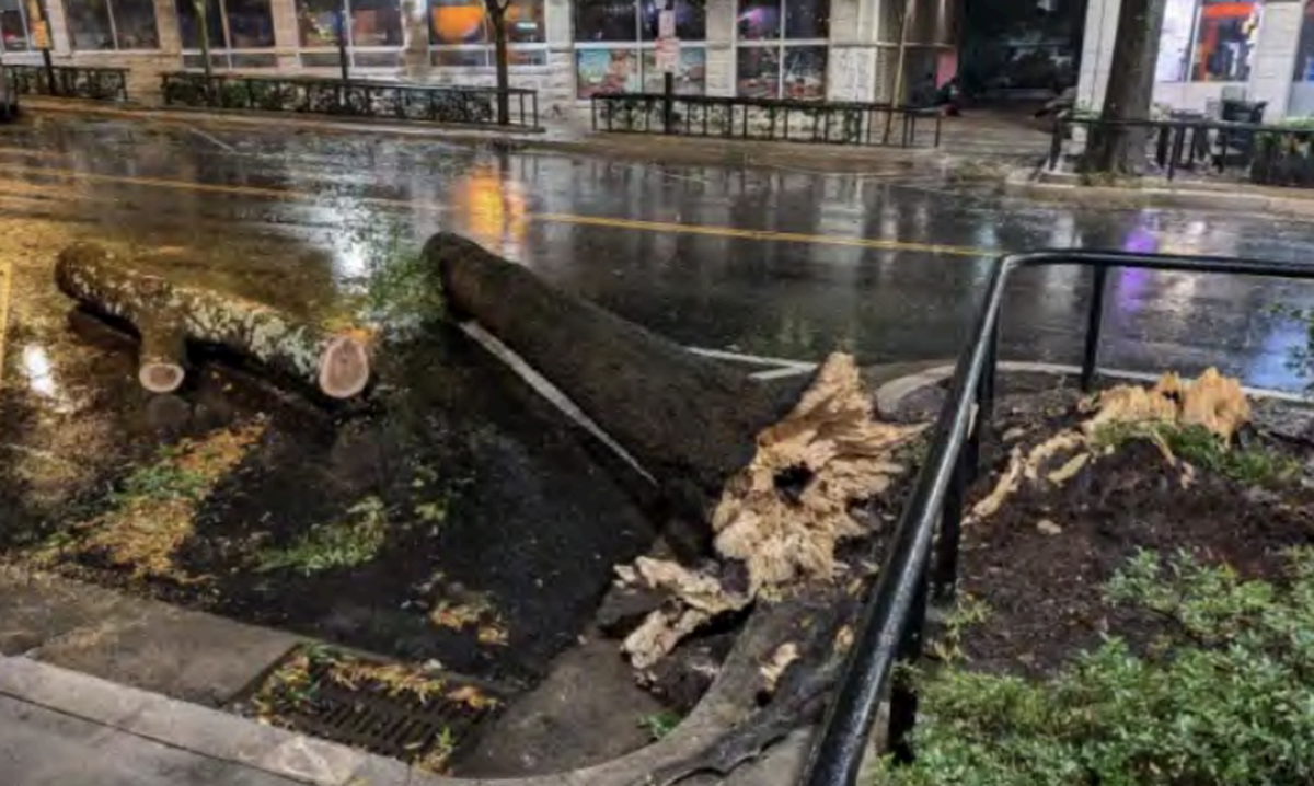 Dozens of trees fell in downtown Greenville during Helene.