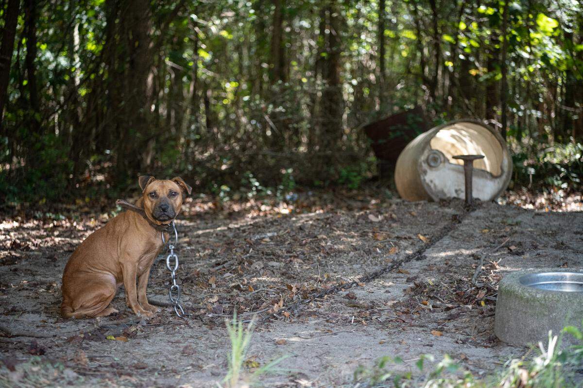 The Humane Society of the United States assists federal authorities in rescuing dogs from an alleged dogfighting operation throughout multiple properties in South Carolina. Photo by Meredith Lee/The HSUS