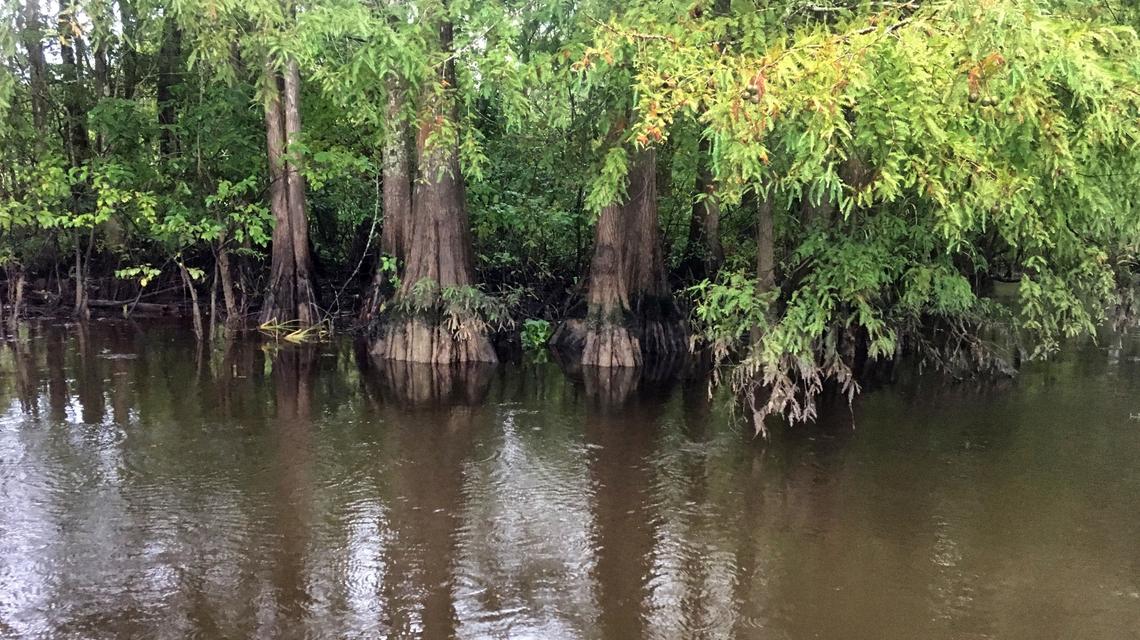 Waccamaw River west of Litchfield Beach, SC. A toxic microbe that can kill people was discovered in this area of the river in 2012.