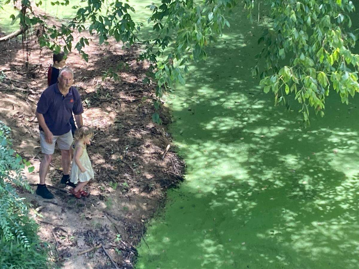 Saluda County resident Steve Edwards and his granddaughter stand next to a scum-covered creek that borders his property. The creek used to run clearly, but pollution turned it black and later green, he said. A dog food plant upstream is under state scrutiny as a possible source.