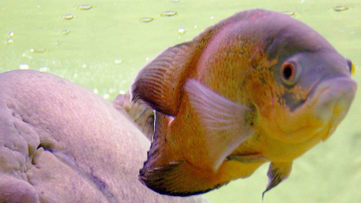 An Oscar fish was abandoned by its owner, but criminal charges against the N.C. man have been dropped.