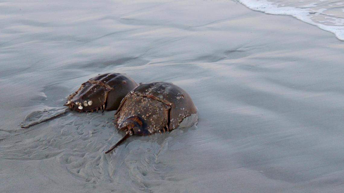 Telsons, which may look like stingers or tails, help horseshoe crabs steer and flip themselves over if they get turned around.