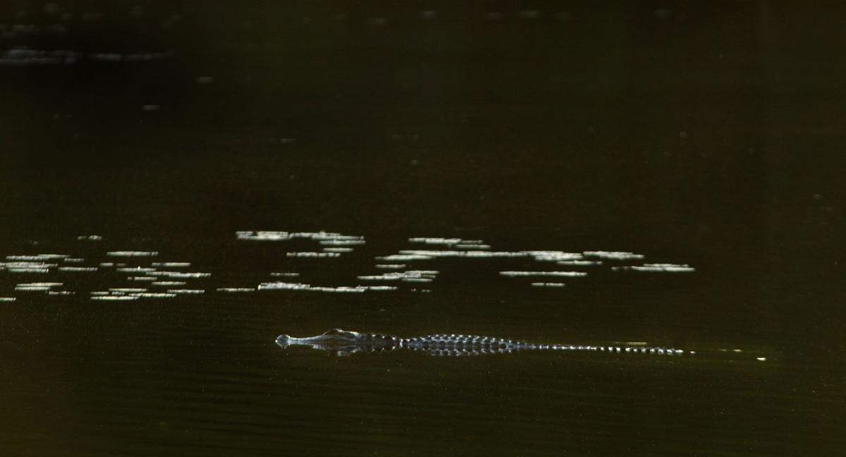 As the summer sun sets down on the lake at Clemson Sandhill Researchand  Education Center an alligator swims in the shadows.