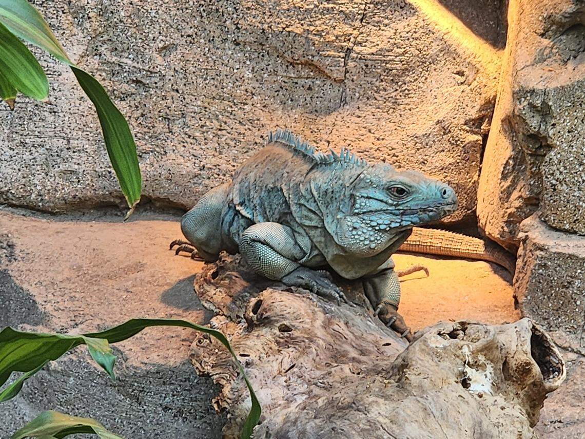 Grand Cayman blue iguanas will be part of the Darnall W. and Susan F. Boyd Aquarium & Reptile Conservation Center at Riverbanks Zoo.