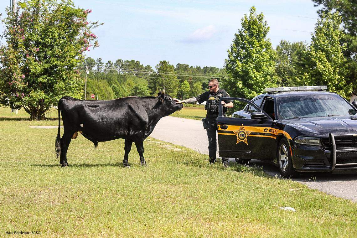 The Sumter County Sheriff’s Office encounter a loose bull on July 18, 2024.