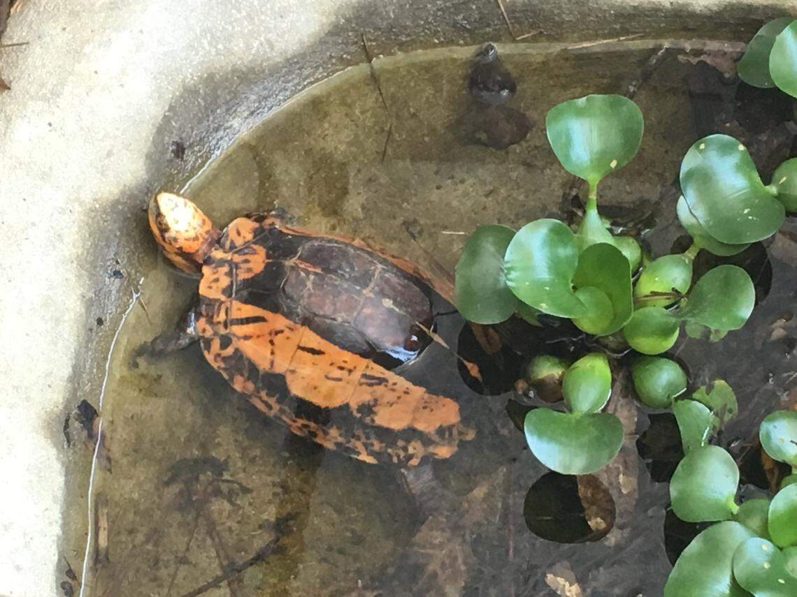 Rare turtles are traded illegally between the U.S. and Asia. Some are so rare there only a few hundred left in the world.