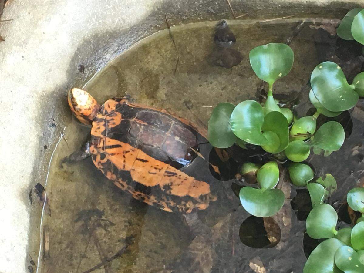 Rare turtles are traded illegally between the U.S. and Asia. Some are so rare there only a few hundred left in the world.