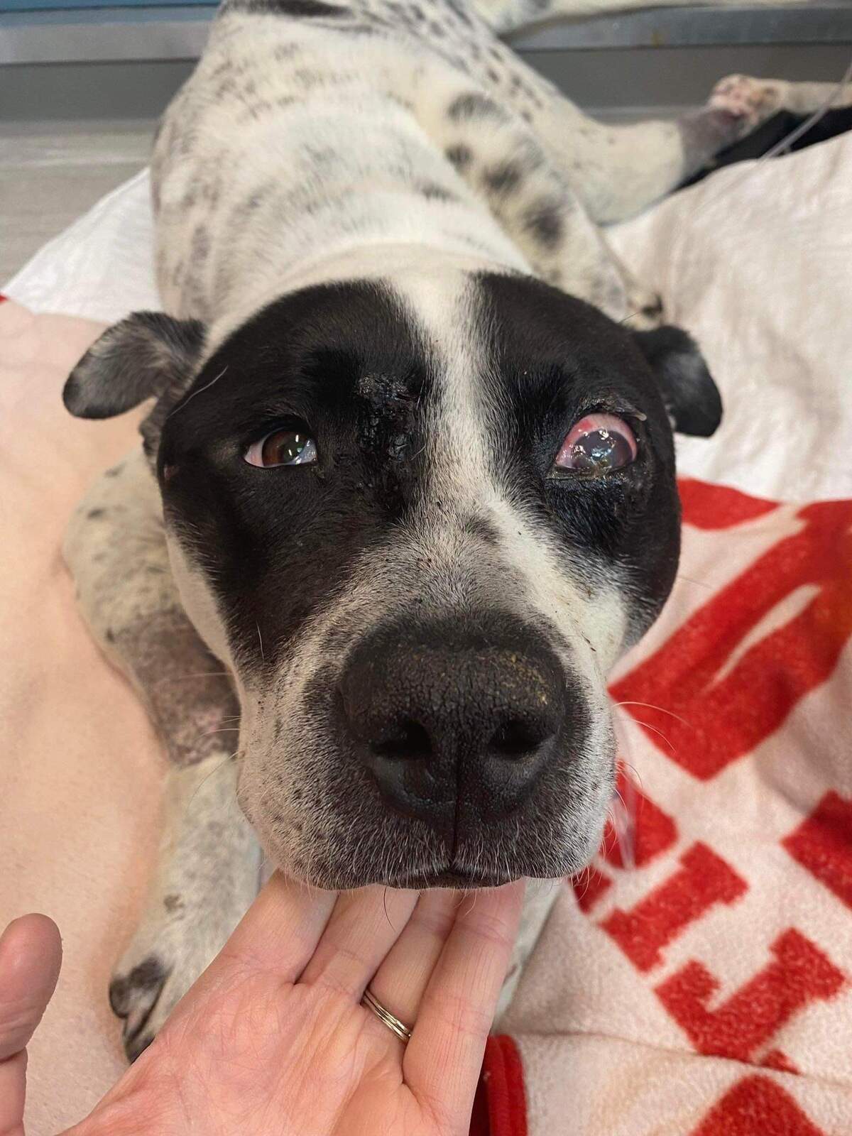 The Orangeburg County Animal Control & Shelter has rescued three dogs seriously injured by gunshots since late January, including Sampson.