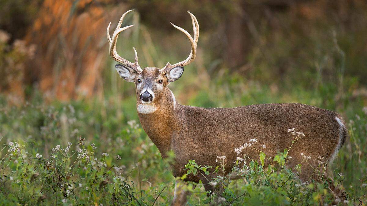 NC Department of Safety did not release details about the deer that caused the crash (not this one), but deer have been linked to 150 fatalities annually on the nation’s roads, experts say.