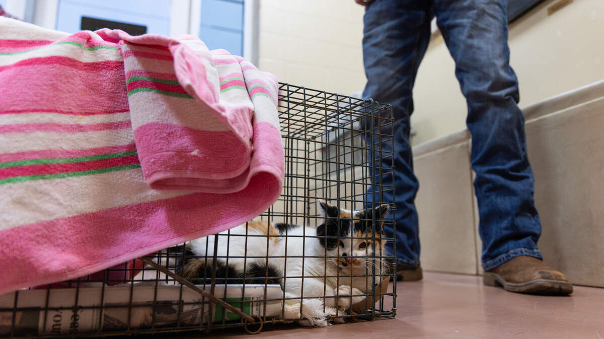 Rabbit, a feral car that lives near HR Allen electrical contractors, is picked up after being spayed at Pawmetto Lifeline on Friday, January 10, 2025. Chip Millerick, an employee at HR Allen, says there are many “cat people” who work with him, and help spay and neuter the cat colony near the office.