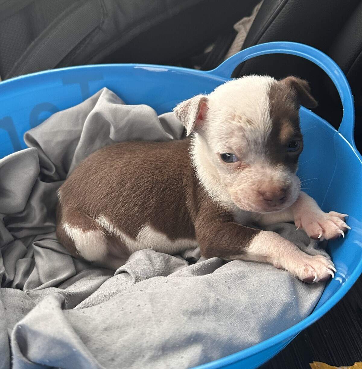 A puppy was reported stolen by the sheriff’s office.