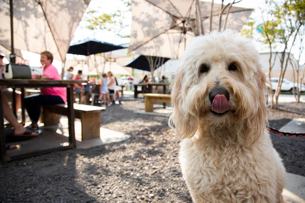 Live, a Goldendoodle, poses for a portrait at Steel Hands Brewing in Cayce, South Carolina on Friday, June 18, 2021. Dogs are welcome in their outdoor seating areas.