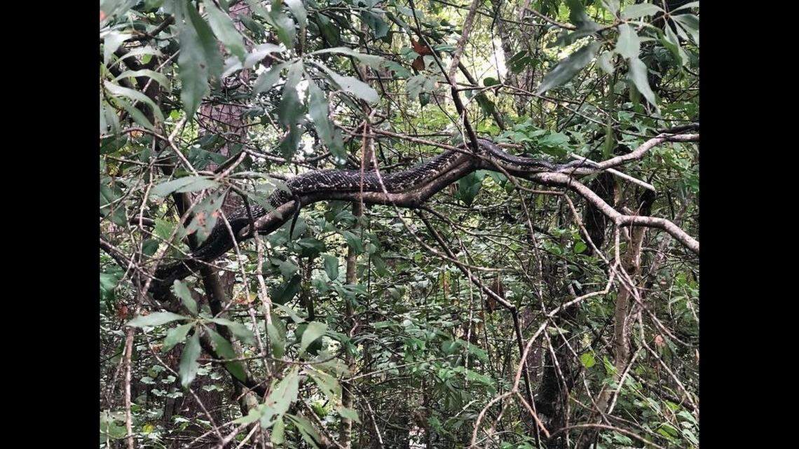 Can you spot the very large Eastern rat snake in this tree? It was seen in Congaree National Park in South Carolina.
