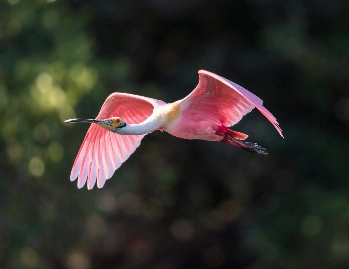 Roseate Spoonbill
