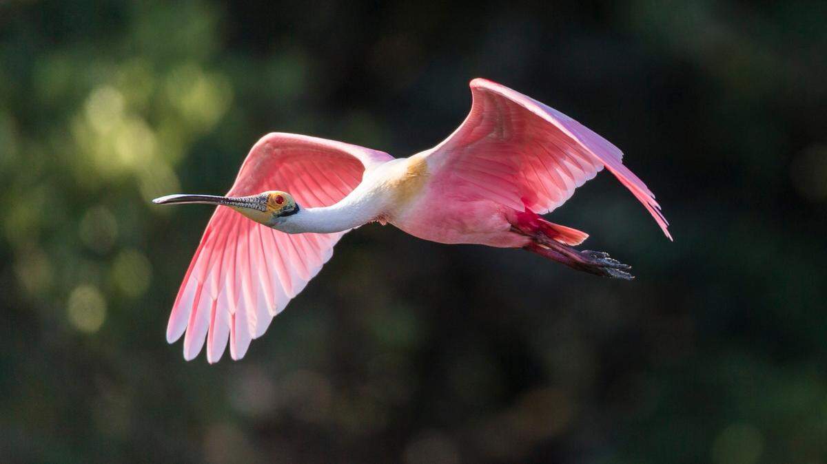 Roseate Spoonbill