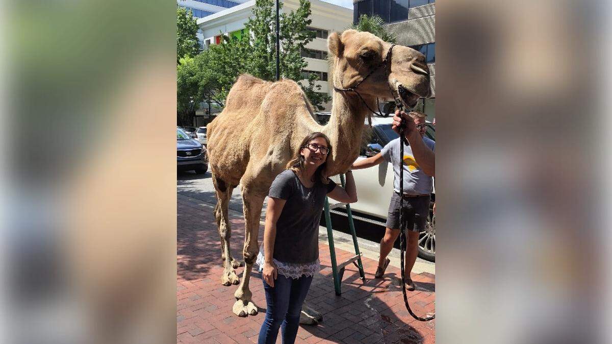 Nicole Lazar, who works in downtown Columbia, poses with Abraham the camel on Main Street.