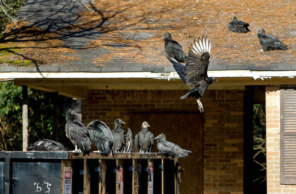 Vultlures roost on houses and trees in the Riverland Park neighborhood in Cayce on Monday, Jan. 24 2022.