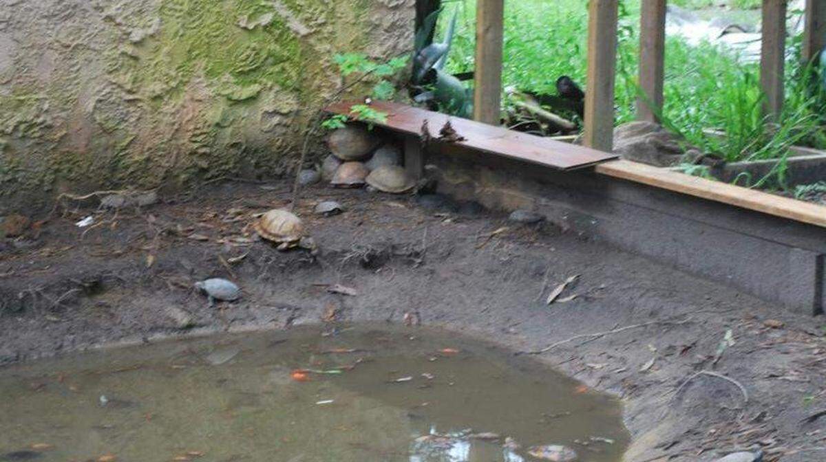 This muddy pit is an example of holding areas native South Carolina turtles have been kept in pending their sale on the international black market. Critics say the black market reptile trade is cruel and threatens many native reptile populations.