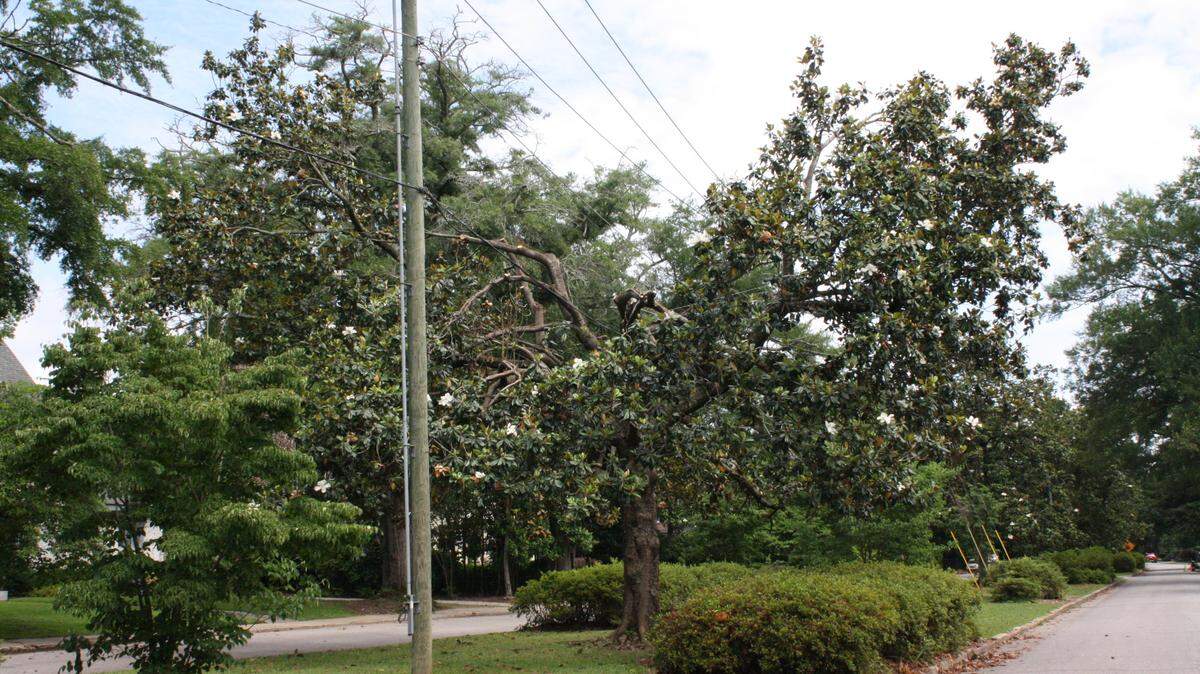 A tree near Saluda Avenue and Heyward Street in Columbia has been cut and trimmed in the middle near some utility lines. Dominion Energy has a tree trimming program in which it cuts limbs back from power lines.