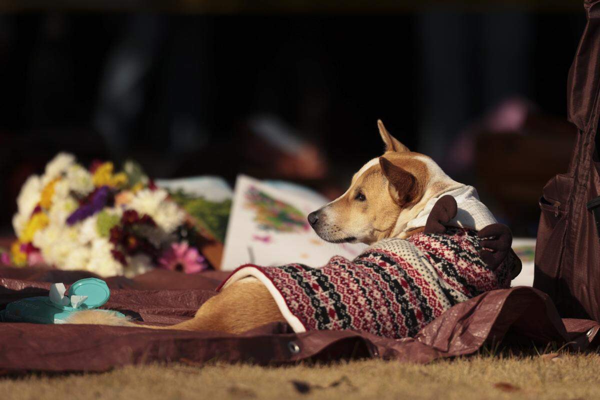 Aloka, a dog rescued in India by the Venerable Bhikkhu Pannakara, rests with the group on the grounds of the Saluda County Courthouse on Thursday, Jan. 8, 2026.