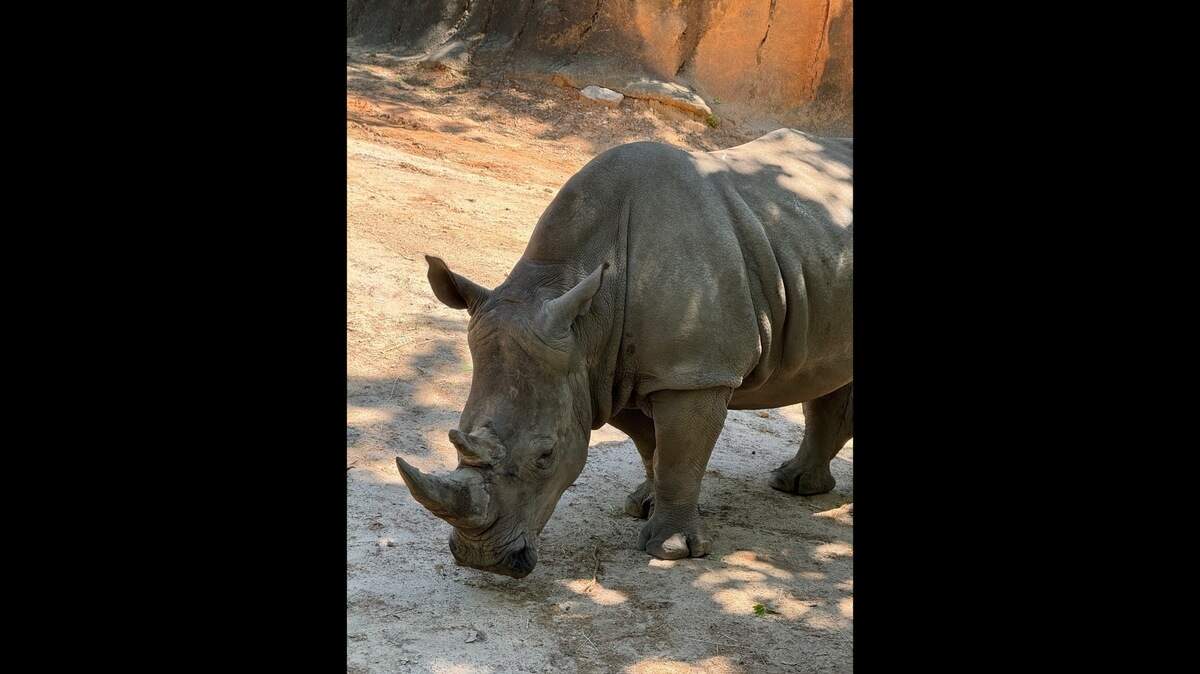 An image of a rino at the Riverbanks Zoo.