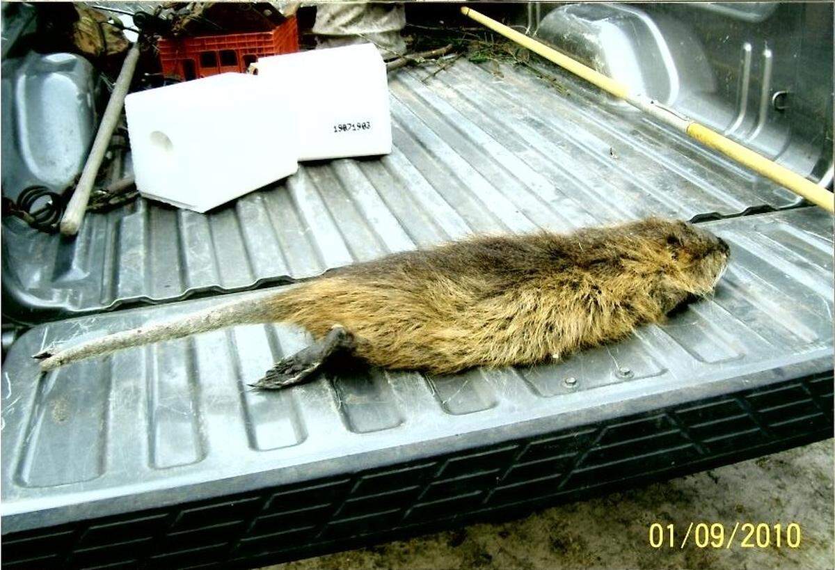 A nutria, like the one pictured in this file photo, was removed from a Midlands home with hundreds of squirrels and several deer among other animals, the South Carolina Department of Natural Resources said.
