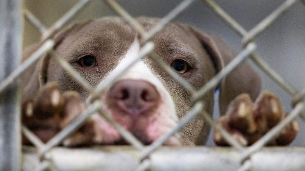 Lexington County Animal Services on Thursday, October 10, 2024.