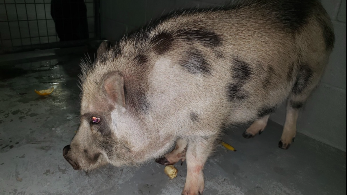 Retared Pigs Richland county deputies rescue abandoned pig, one adopts | The State