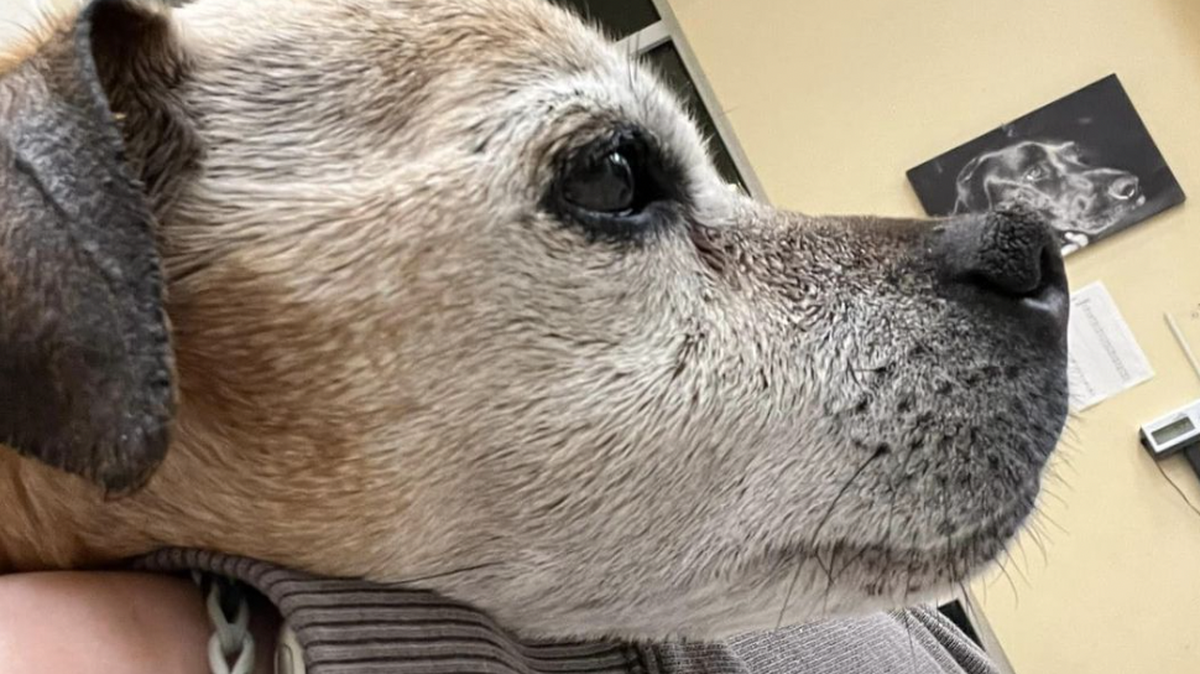 Nugget, a 16-year-old Jack Russell/pug mix, was found in Travelers Rest, SC, after having been lost from his New Mexico home for five years.