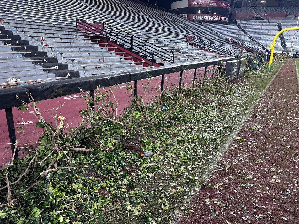 The hedges on the north side of Williams-Brice were destroyed during the field storming.