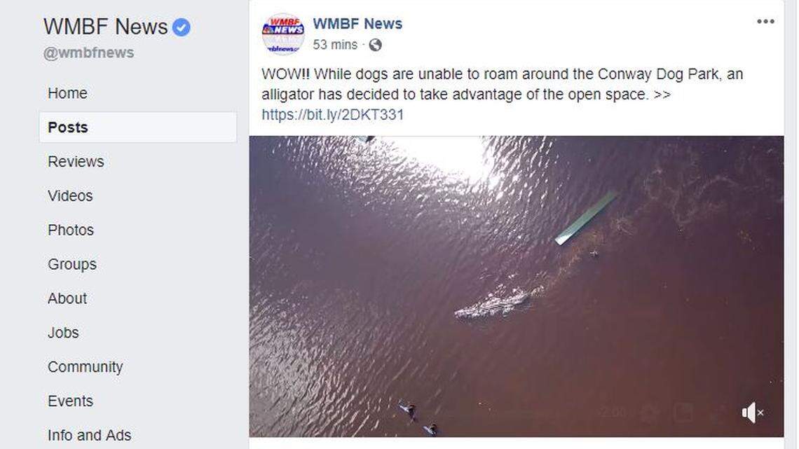 WMBF share the video of the alligator on its Facebook page.