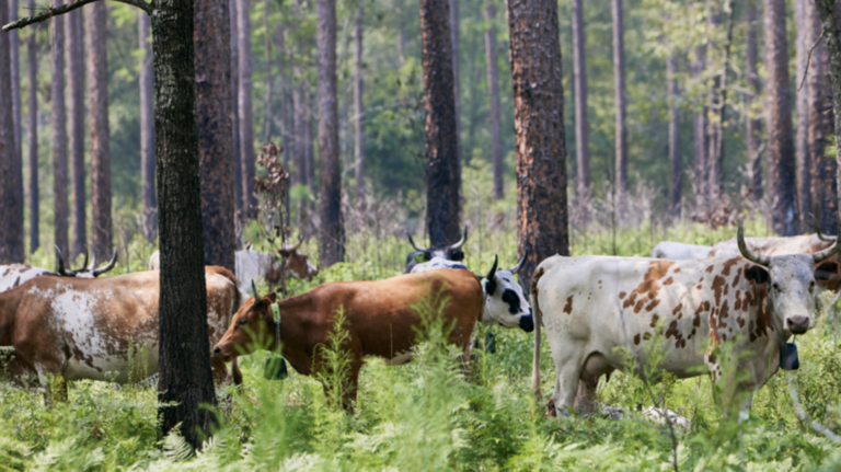 Cows are making this huge SC forest healthier for wildlife. Here’s where, how it works