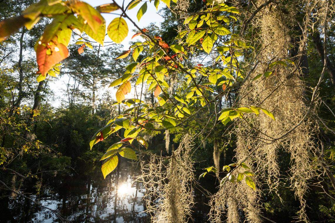 Land along the Black River in eastern South Carolina is targeted for protection under a massive land preservation effort involving 62,000 acres. This photo was taken in August 2024.