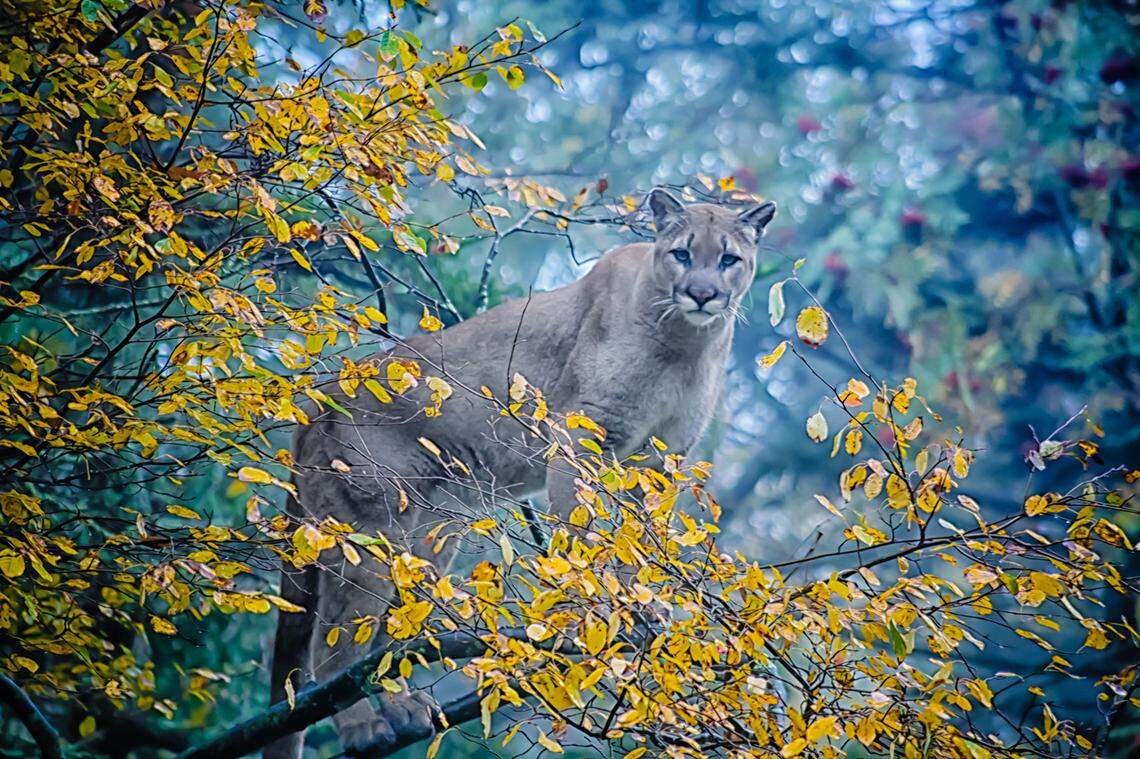 Aspen arrived at Grandfather Mountain when he was three months old. His playfulness and feisty nature made him a hit among the park’s habitat staff.