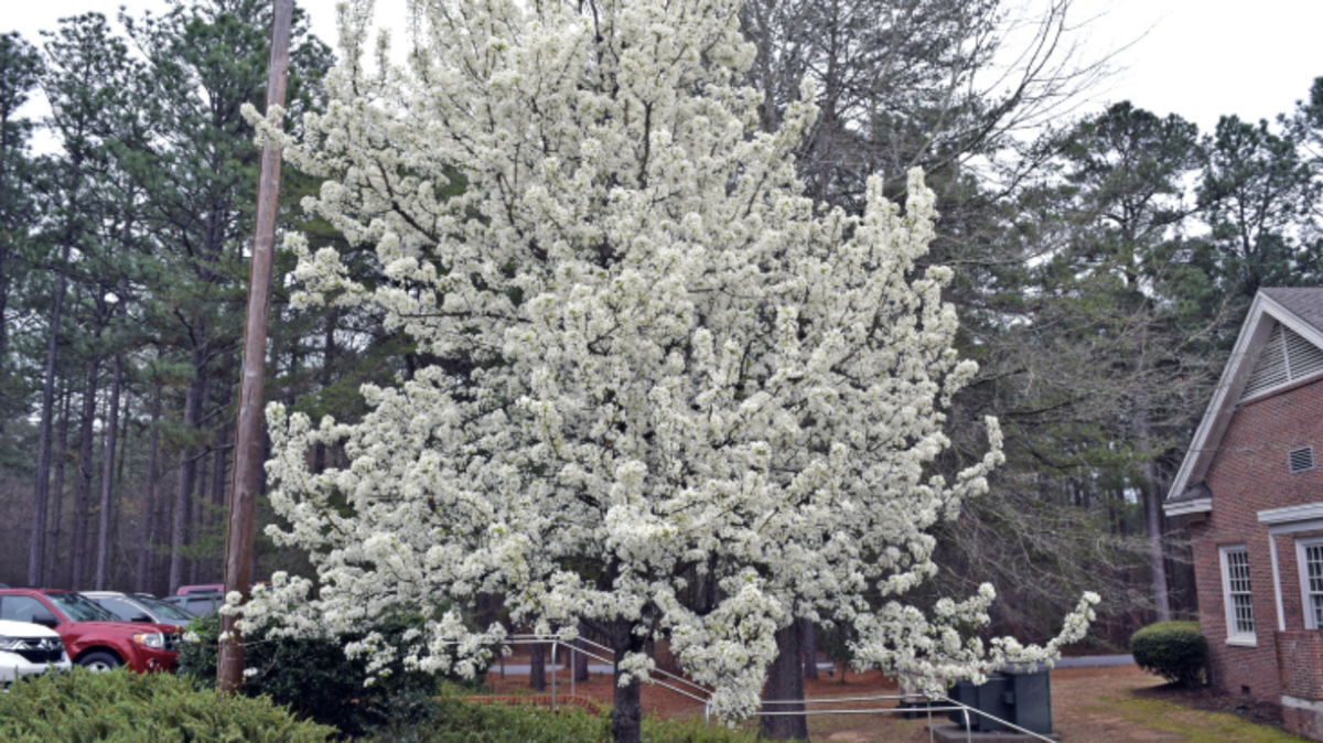 Bradford pear trees are invasive and quickly choke out native trees.