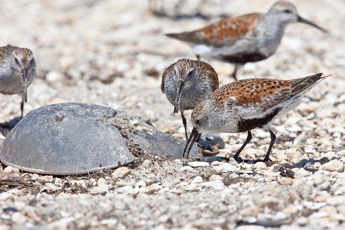 In Delaware Bay, migratory shorebirds dig for eggs beside the shell of a horseshoe crab.