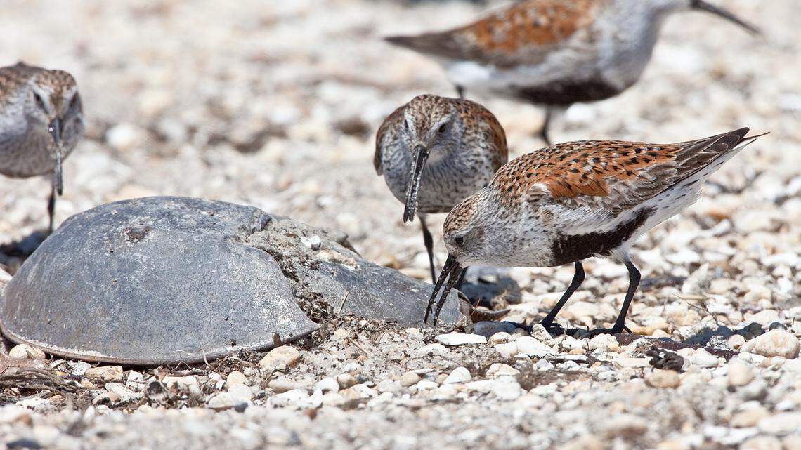 In Delaware Bay, migratory shorebirds dig for eggs beside the shell of a horseshoe crab.