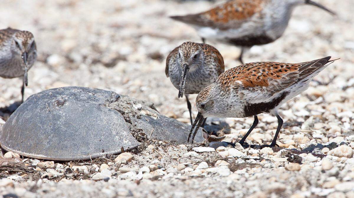 In Delaware Bay, migratory shorebirds dig for eggs beside the shell of a horseshoe crab.