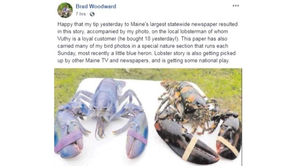 The rare lobsters caught by a Maine family are pictured in this screenshot.