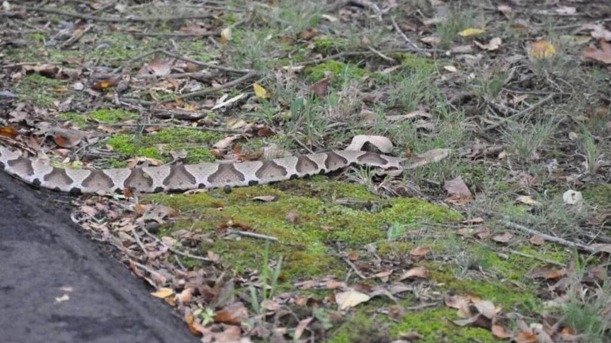 
A copperhead that was recently spotted in the Matthews, N.C., area. 
