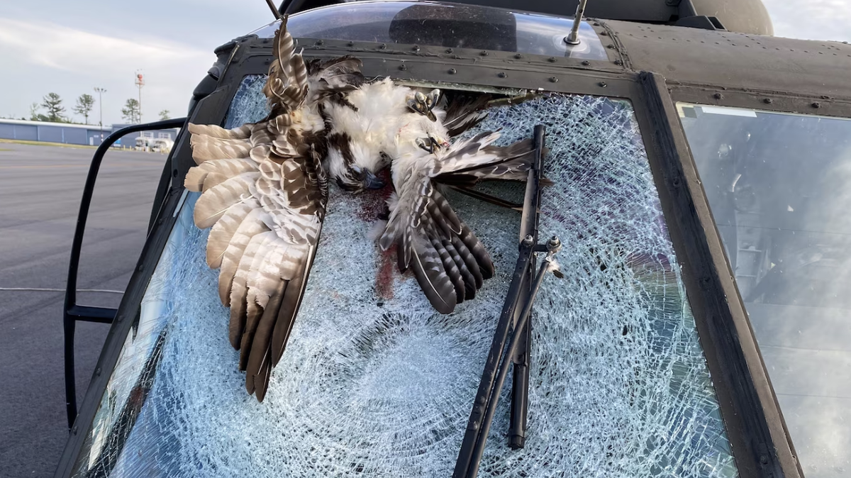 The pilot of a National Guard Black Hawk managed to land safely after an osprey shattered the windshield over Lake Marion.
