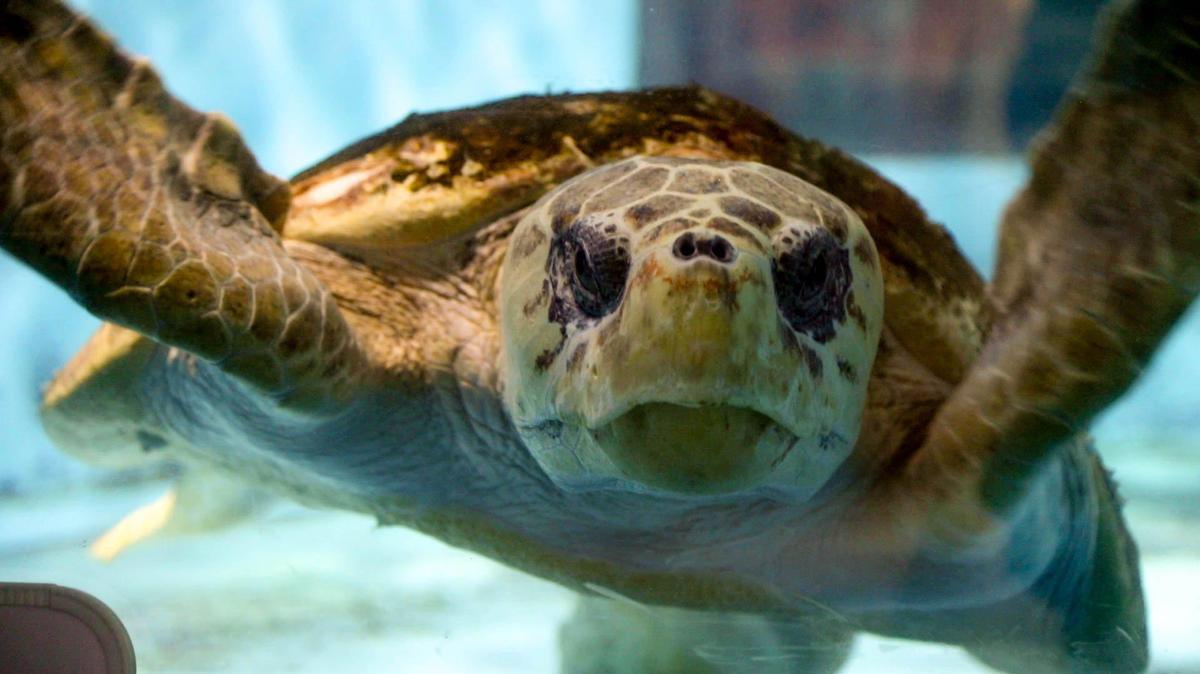 Queen, an adult loggerhead sea turtle is being cared for at the Sea Turtle Care Center at the South Carolina Aquarium in Charleston. She is in need of cataract surgery so she can see well enough to forage for food in the wild.
