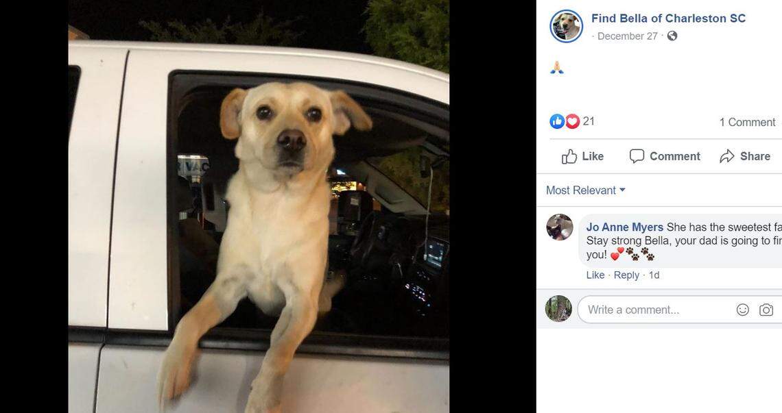 A South Carolina man is offering a $10,000 reward to find his 2-year-old lab mix Bella. 