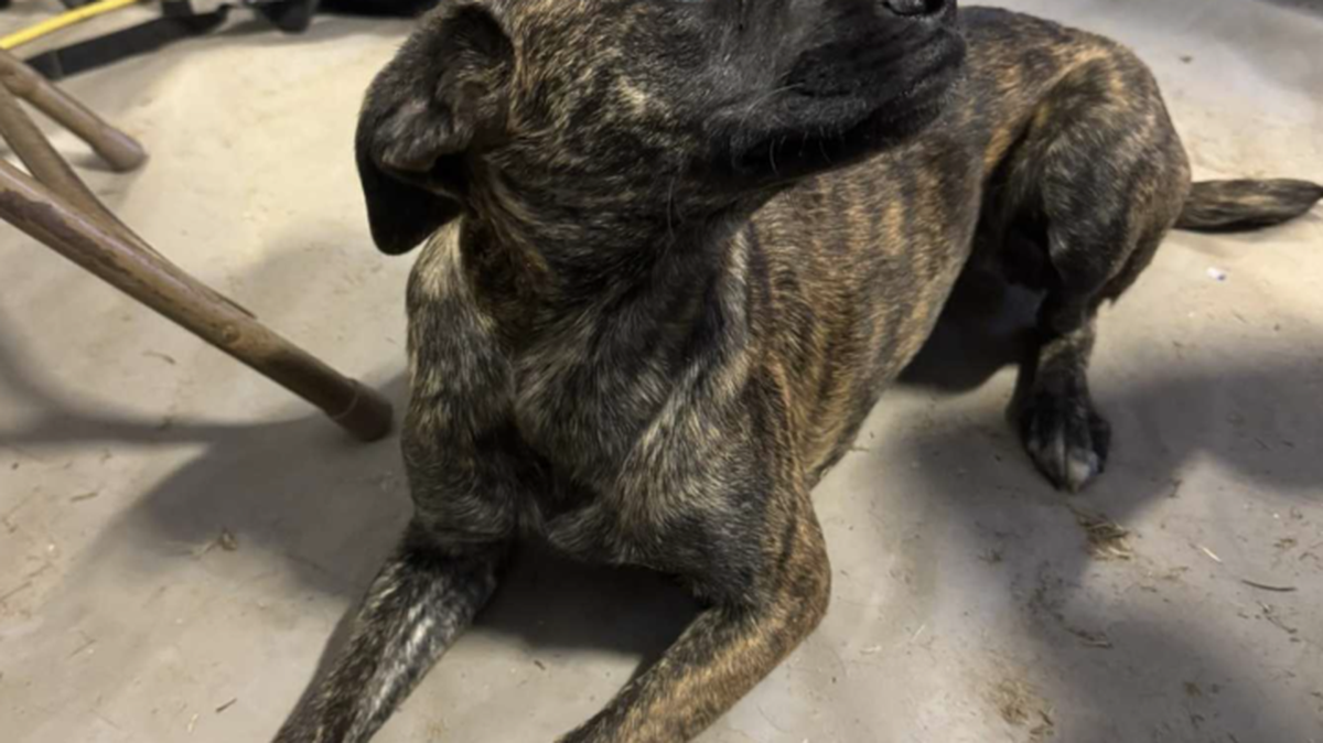 Deputies rescued this dog from the Table Rock fire and named her Ember.