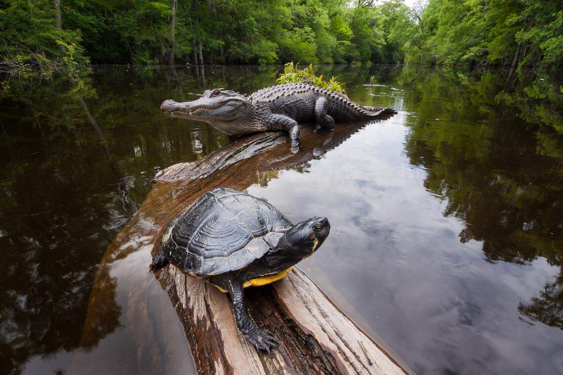 Ectotherms competing for sun on a basking log, a yellow-bellied slider and an American alligator jostle for prime real estate in Francis Beidler Forest.