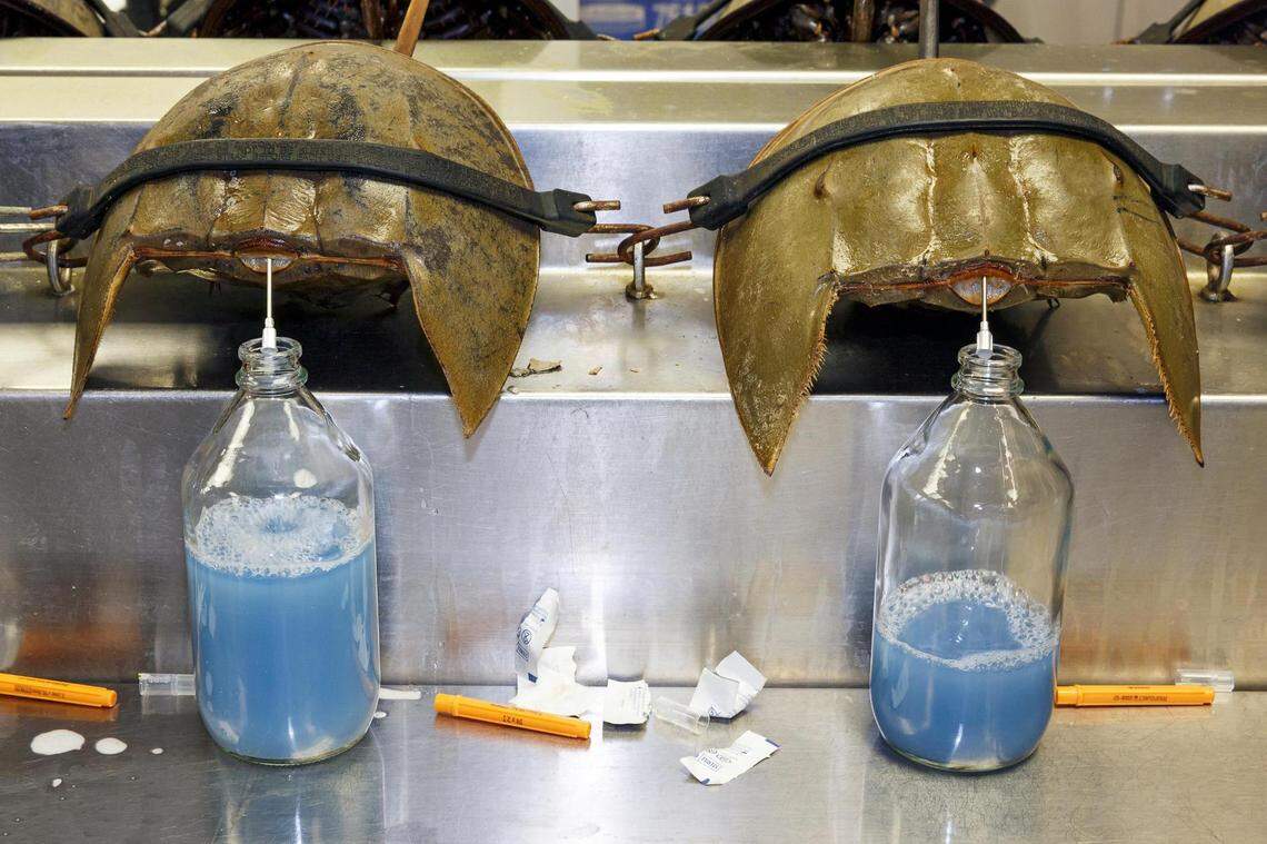 In Charleston, technicians extract light blue blood from horseshoe crabs to produce LAL.