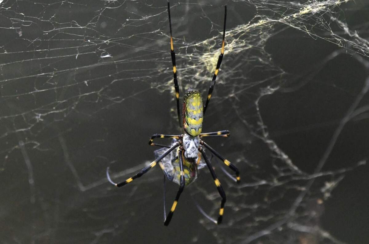 An image of a Joro spider.