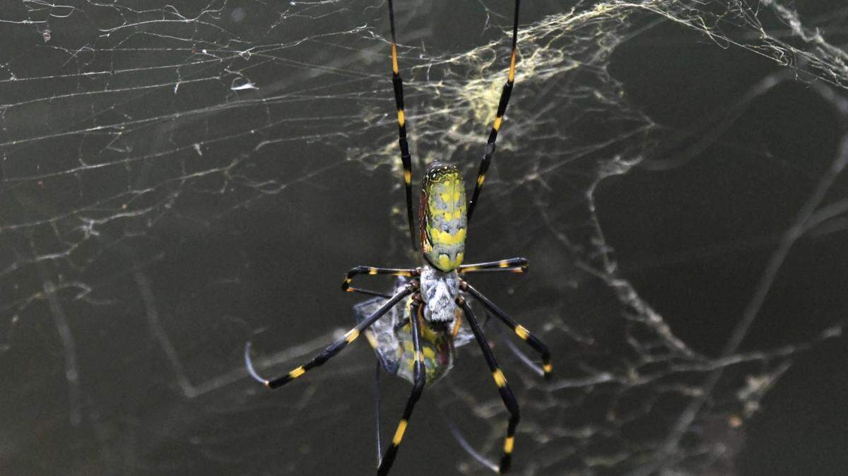 An image of a Joro spider.